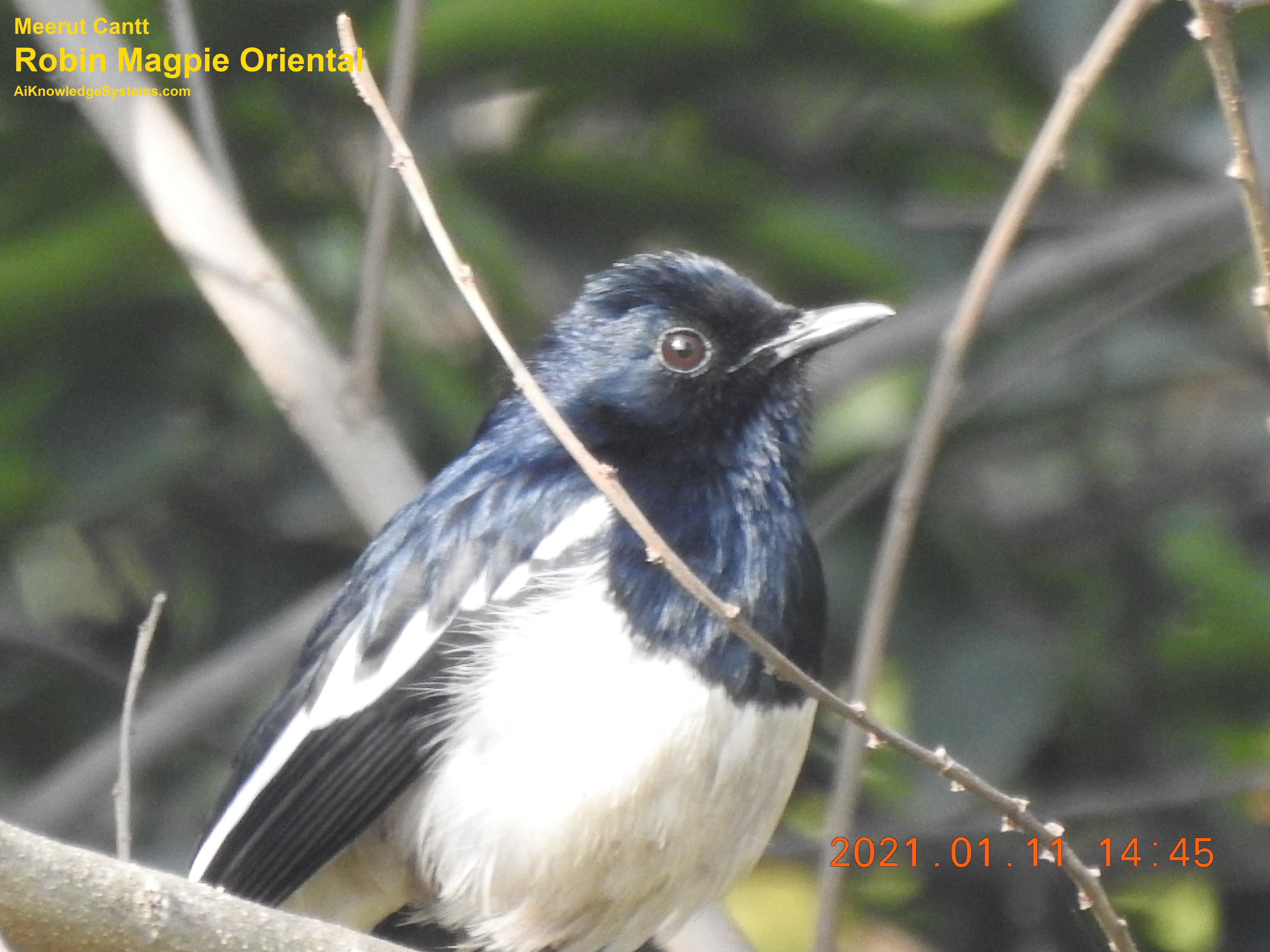 Magpie Robin (98) Coming Soon